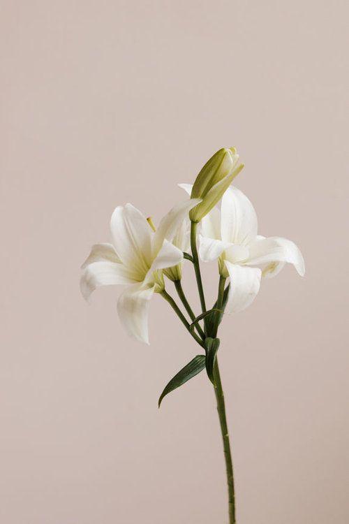 Eternal Embrace Pastel Floral Array